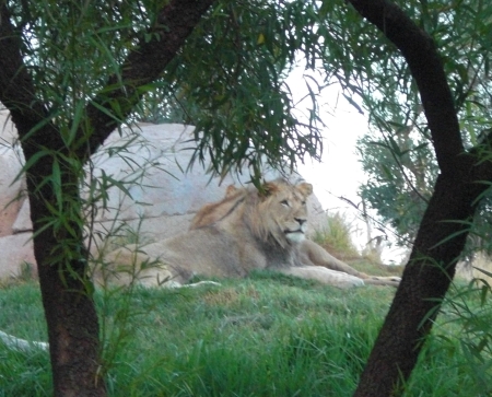 Campers sleeping near the lion enclosure may wake to the roaring of these huge cats in the morning at the San Diego Zoo Safari Park Roar and Snore