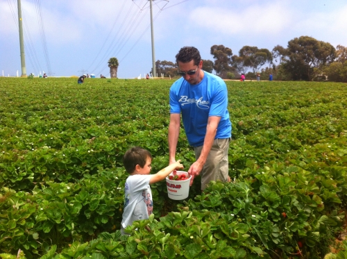 Picking strawberries near San Diego