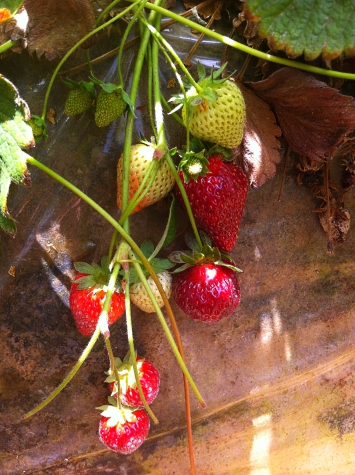 Strawberry vine at Carlsbad Strawberry Company U-pick farm