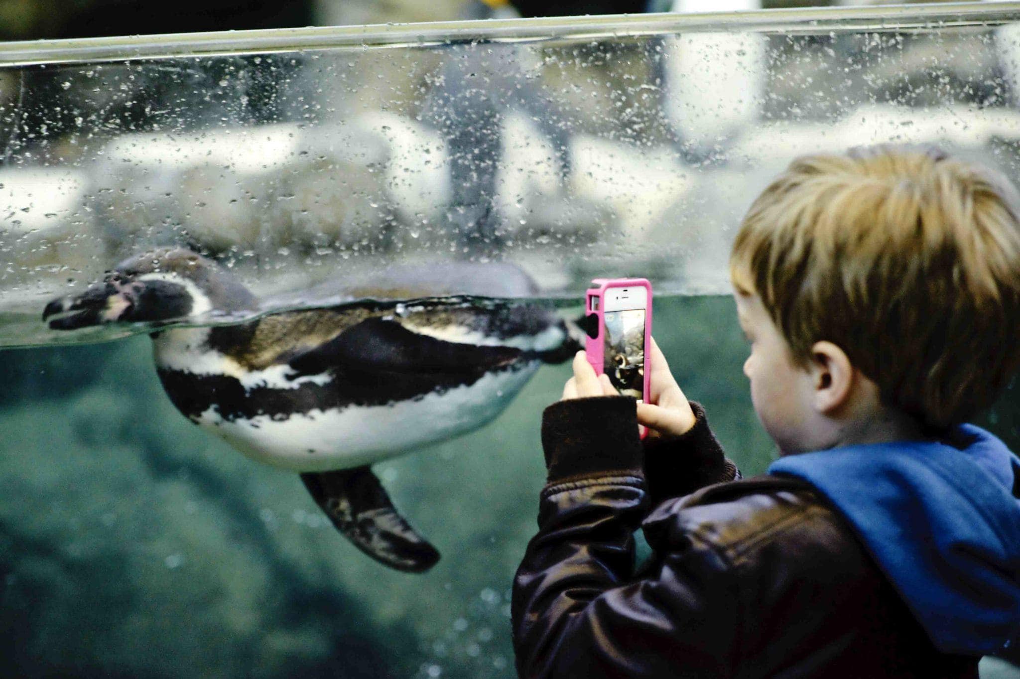 Penguin Plunge at the Calgary Zoo