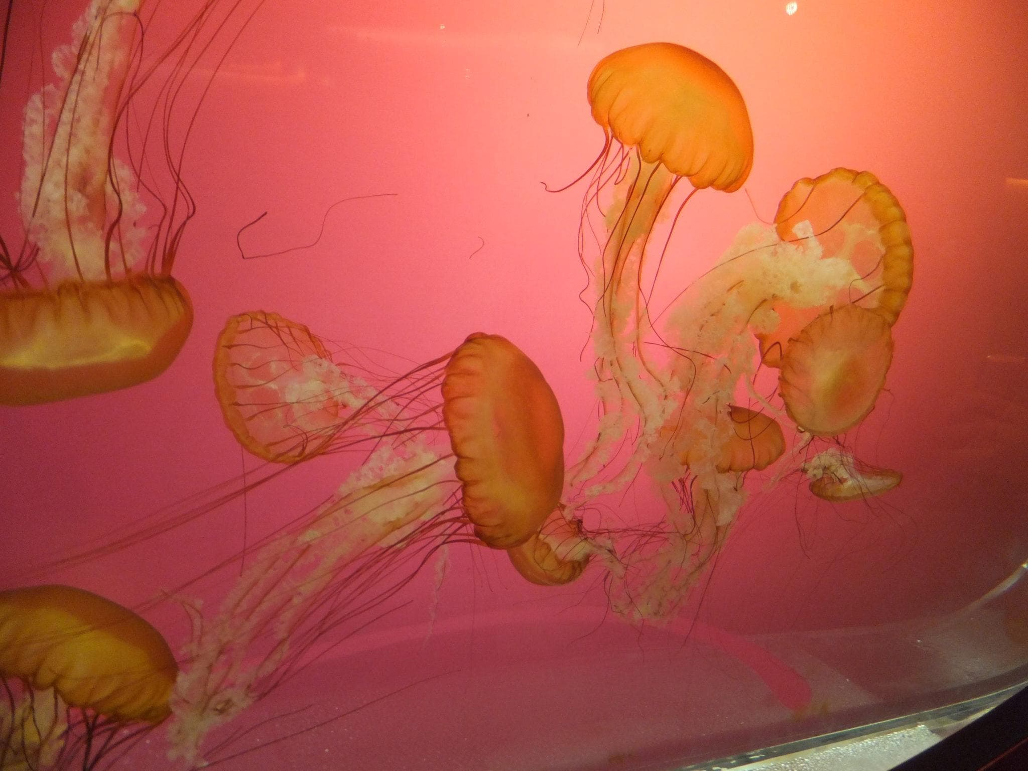 Jelly fish exhibit at Shedd Aquarium Chicago