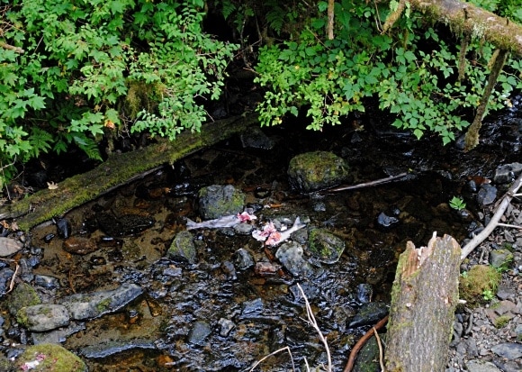 Salmon remains indicated black bears were nearby in Tongass National Forest