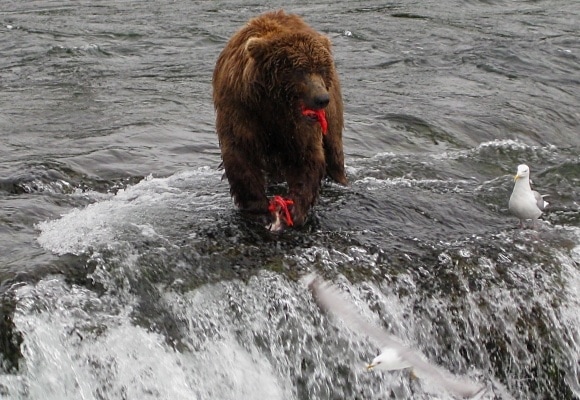 Brown bear at Brooks Falls