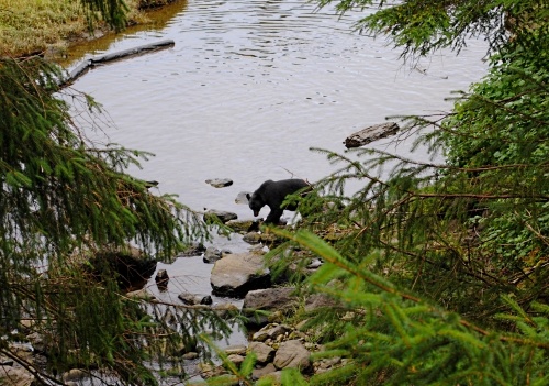 Black bear in Ketchikan, Alaska