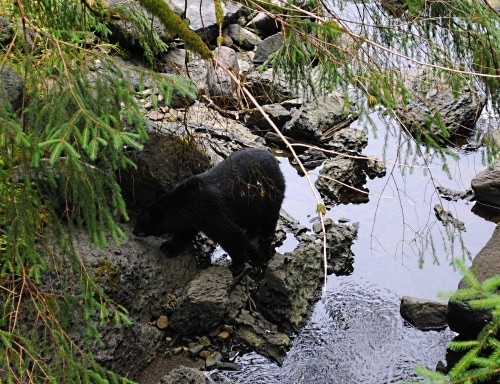 Our bear encounter on our Celebrity Cruise Line shore excursion