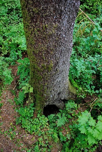 Black bear den near Herring Cove