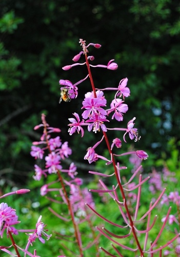 Alaskan fireweed