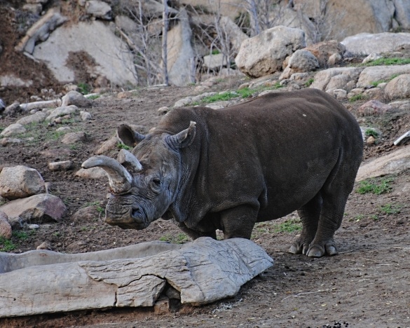 Soar over rhinos on the Flightline Safari at the San Diego Zoo Safari Park