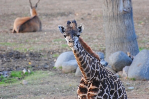 A giraffe spotted on the African Tram Safari