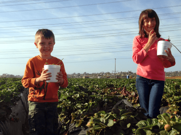 Go fruit picking with your children to encourage healthy eating ~ How to get picky kids to eat vegetables and fruits