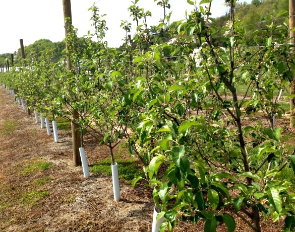 Apple trees used for making wine at the Apple Barn Winery in Sevierville, Tennessee