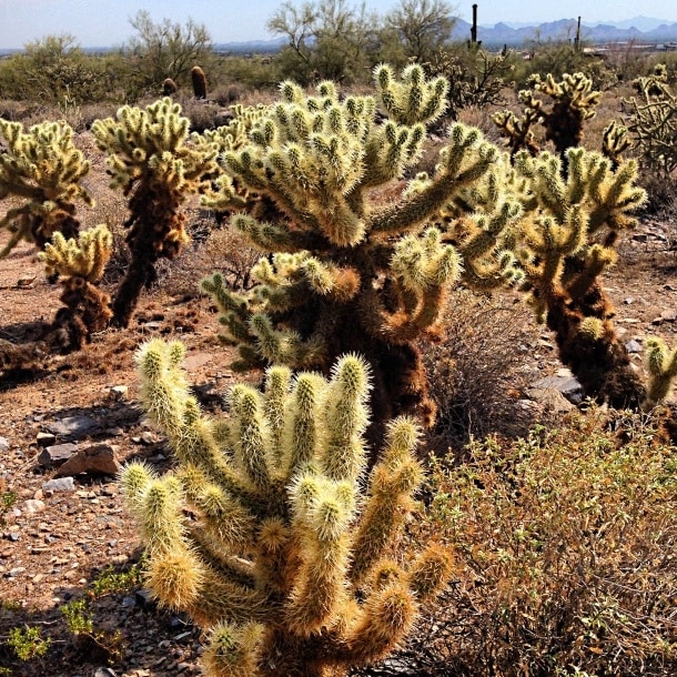 Sea of cholla cactus, Arizona