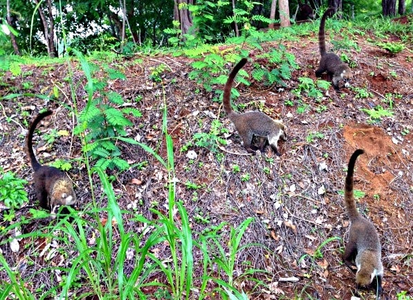 Coatis roam the Westin Playa Conchal grounds, but don't feed the animals! (Photo credit: Claudia Laroye)