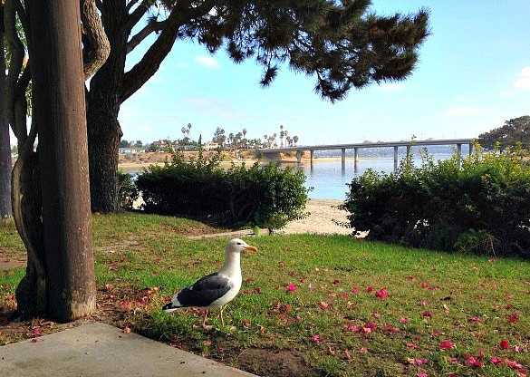 View of the Coronado Bridge from our bungalow (Photo credit: Colleen Lanin)