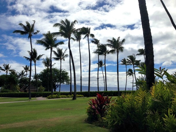 Palm trees galore at the Sheraton Maui