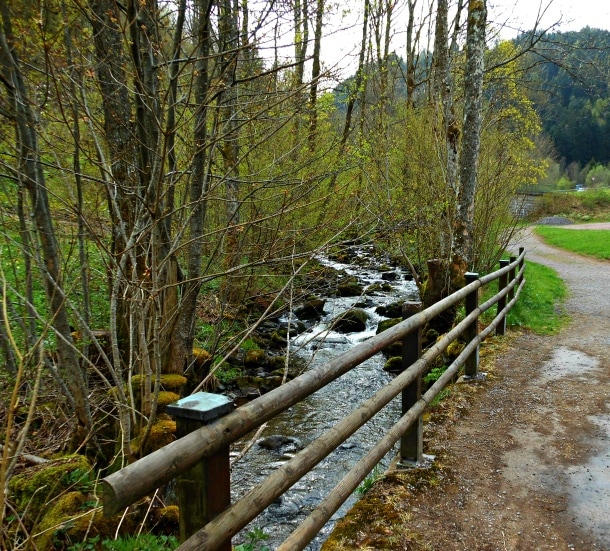 A creek in the Black Forest 