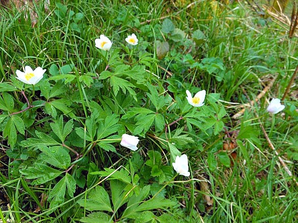 White wild flowers spotted in the Black Forest 