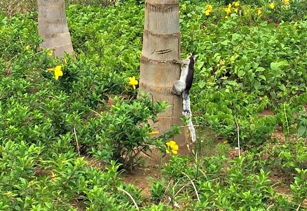 A coati climbing a palm tree at Dreams Las Mareas in Guanacaste, Costa Rica