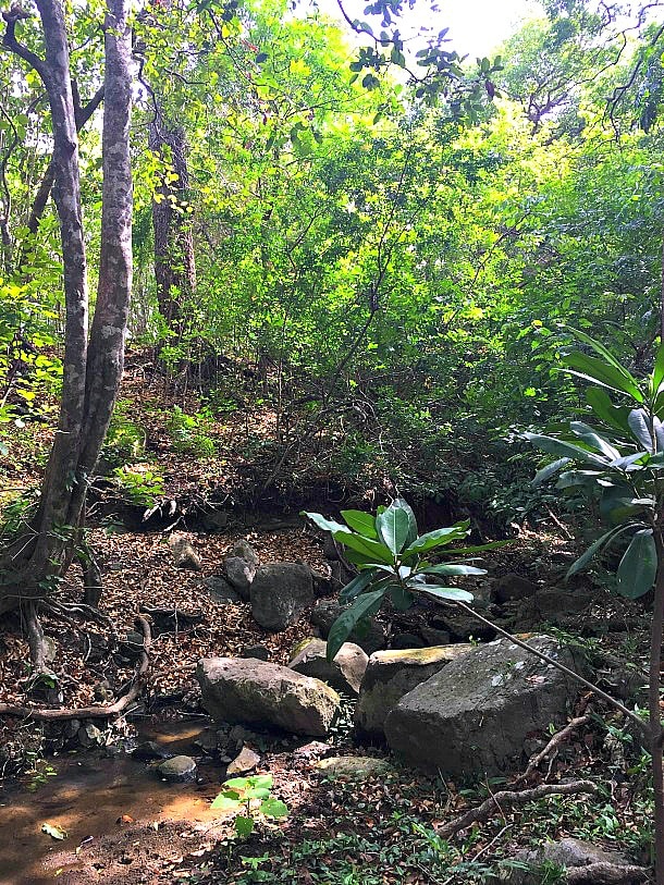 Rain forest in Bahia Salinas in Guanacaste, Costa Rica