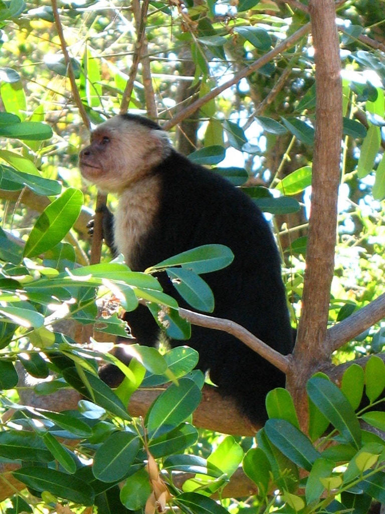 White faced capuchin (Photo credit: Vislseskogen, Flickr Creative Commons 2.0)