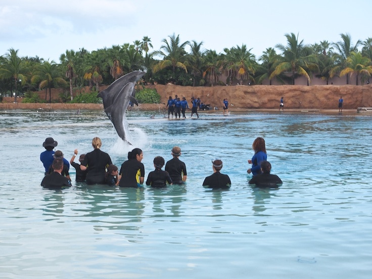 Top 20 Things to do at Atlantis Paradise Island Resort ~ Swim with the dolphins at Dolphin Cay, one of the largest and most sophisticated marine habitats in the world.