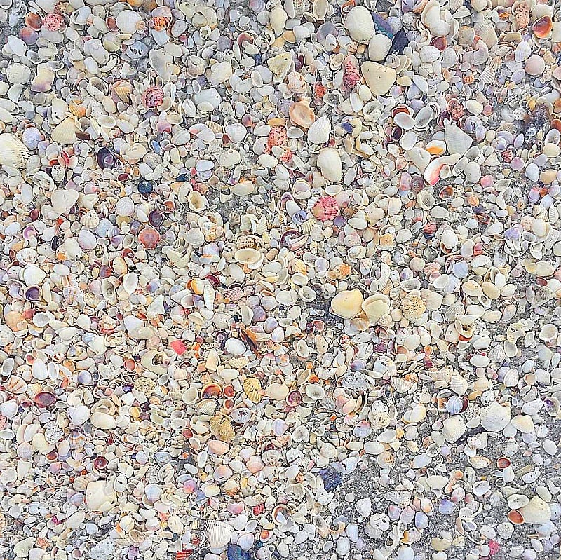 Shells, shells everywhere on Sanibel Island after a rain storm ~ Fun Things to Do on Captiva Island and Sanibel Island When it Rains