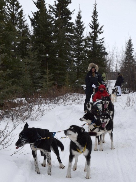 dog sled tours