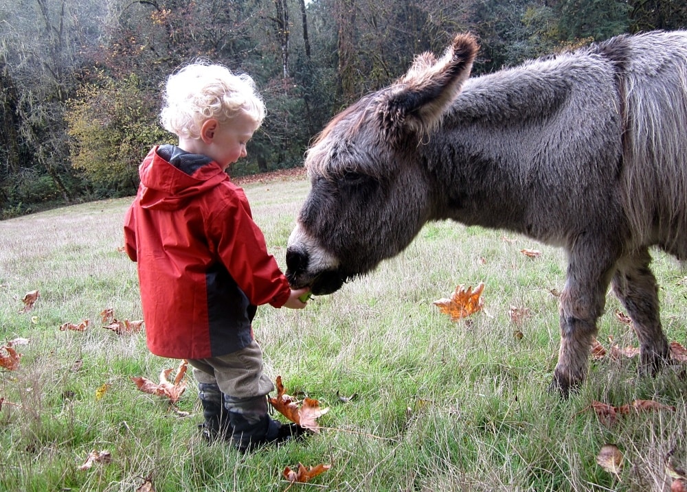 Why Book a Family Farm Stay Vacation