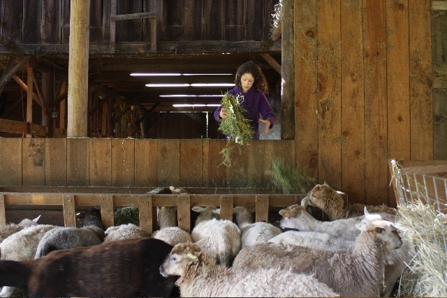 Help feeding the animals at Leaping Lamb Farm 