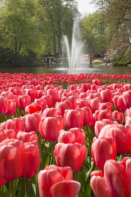 A sea of pink tulips at Keukenhof Gardens in Holland, the Netherlands