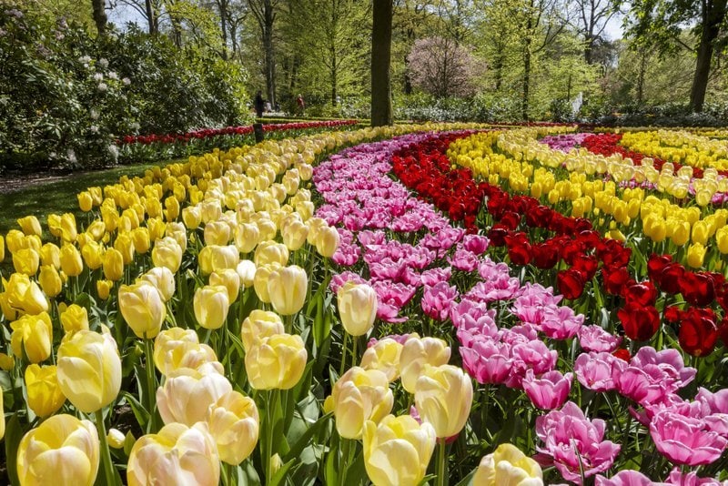 Tiptoe through the Tulips at Keukenhof Gardens