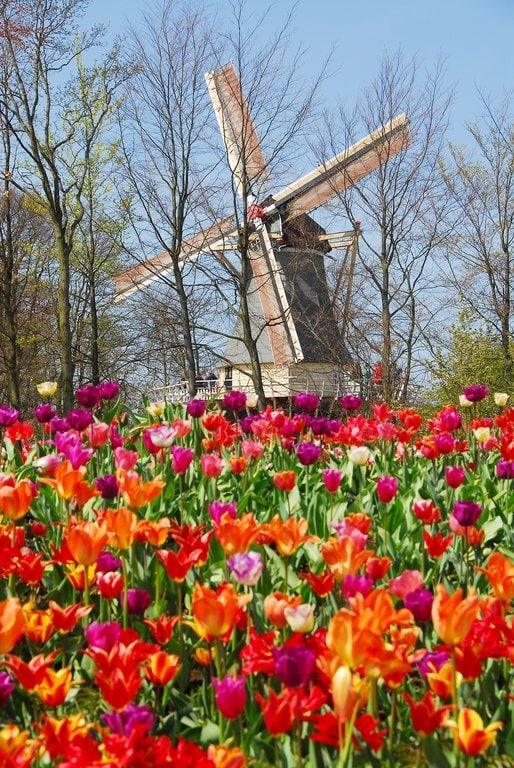 A windmill surrounded by tulips at Keukenhof Gardens in Holland, The Netherlands