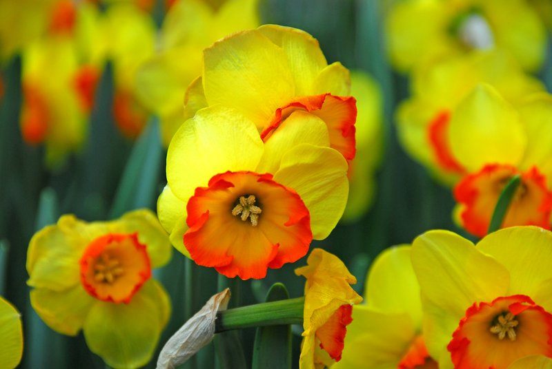 Daffodils at Keukenhof Gardens