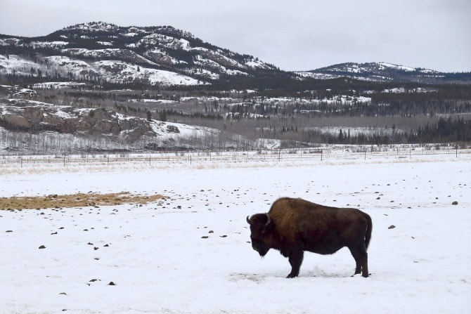 The Yukon Wildlife Preserve is a haven for northern animals like the mighty wood bison, the largest mammal in North America ~ Northern Lights and Beyond in Canada's Yukon with Kids