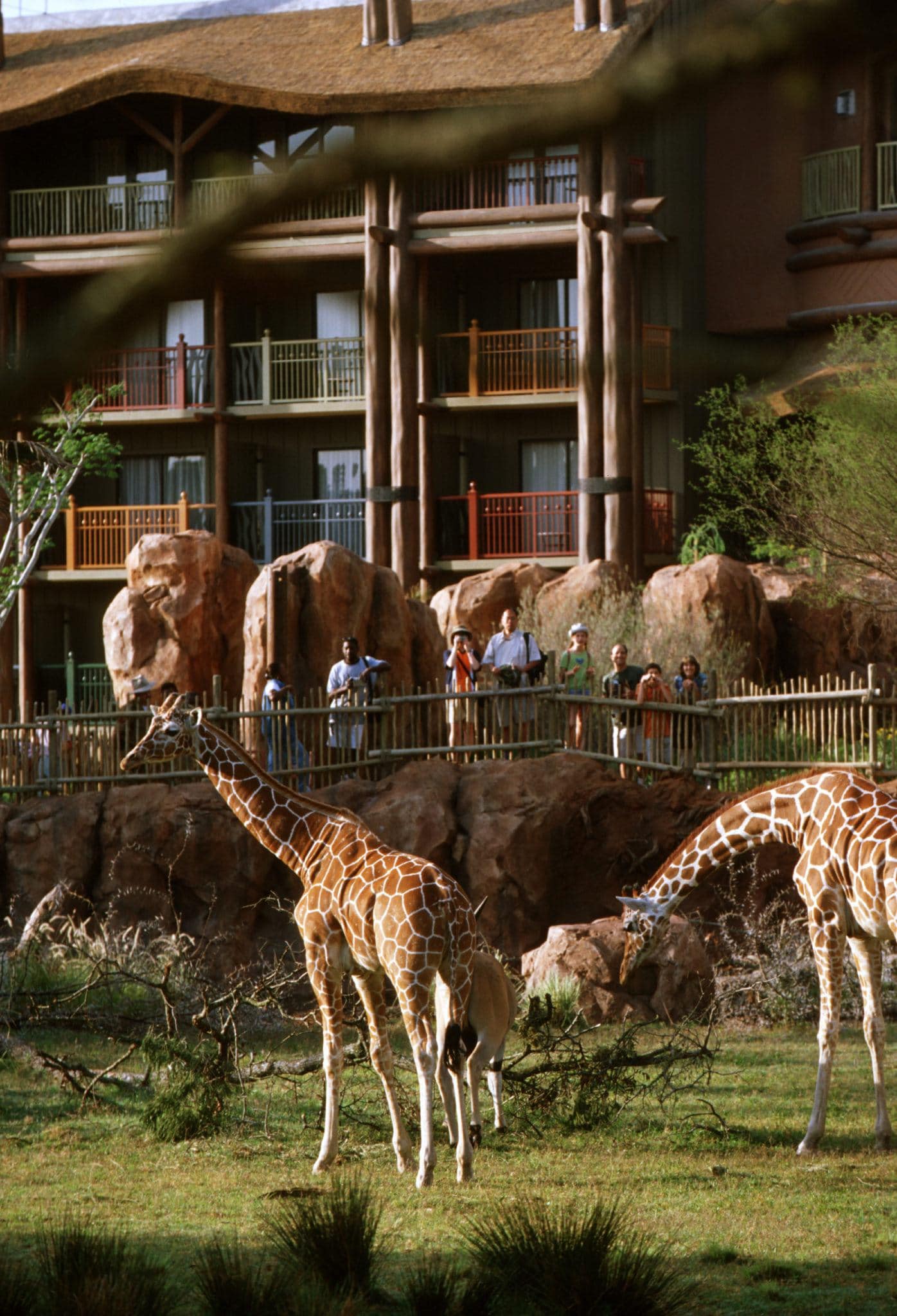 Giraffes at Disney's Animal Kingdom Lodge