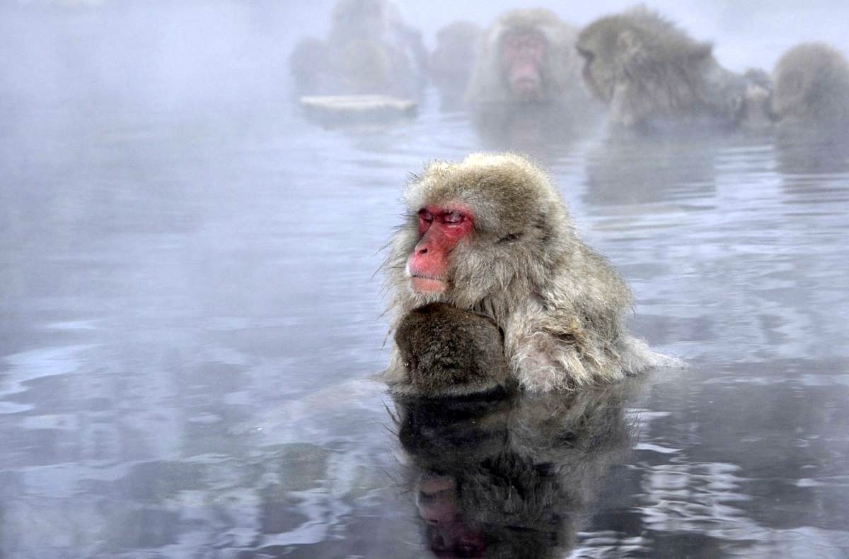 Japanese macaques staying warm in the Jigukudani Snow Monkey hot springs near Shibu Onsen in Japan