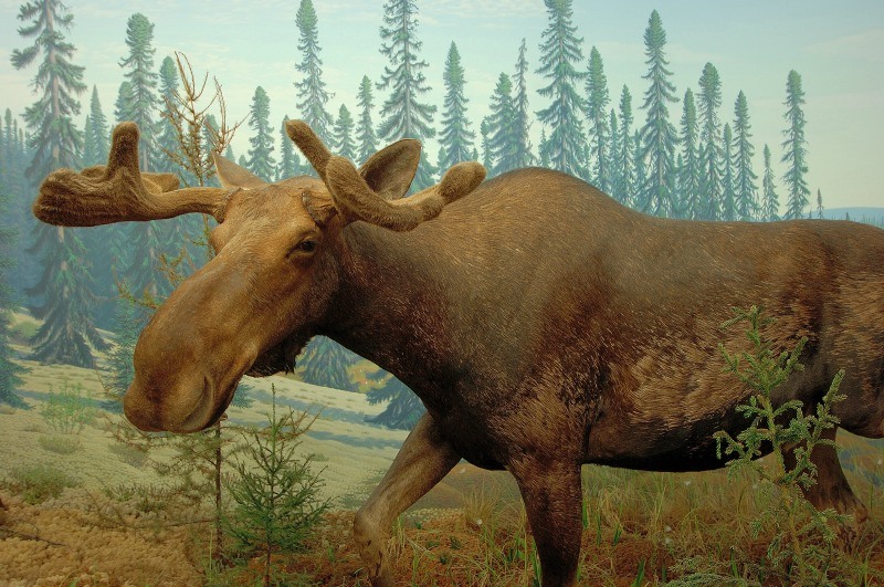 A moose on display at the Royal Saskatchewan Museum ~ Not to Miss Experiences in Saskatchewan with Kids