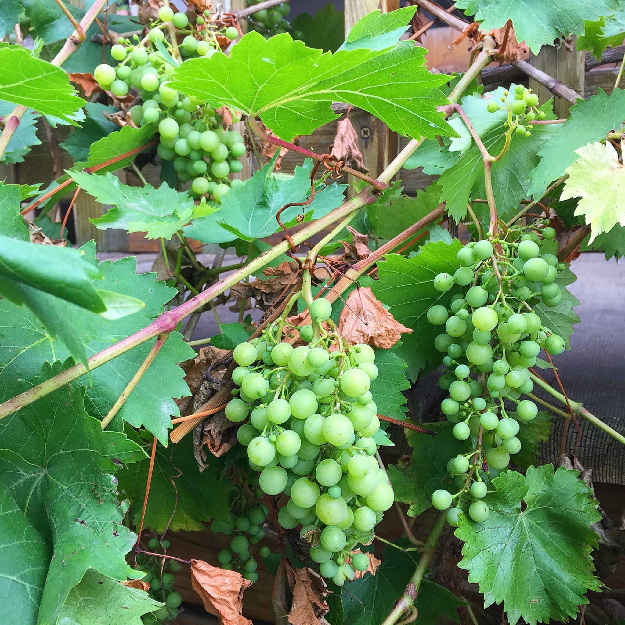 Green grapes on the vine at Leaping Lamb Farm