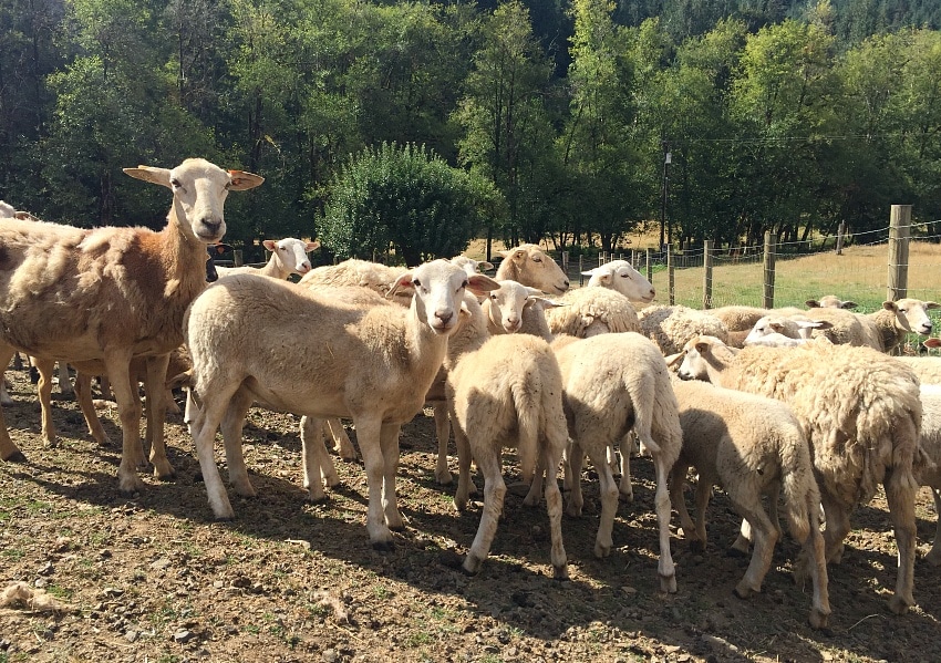 Mama sheep and their baby lambs at Leaping Lamb Farm