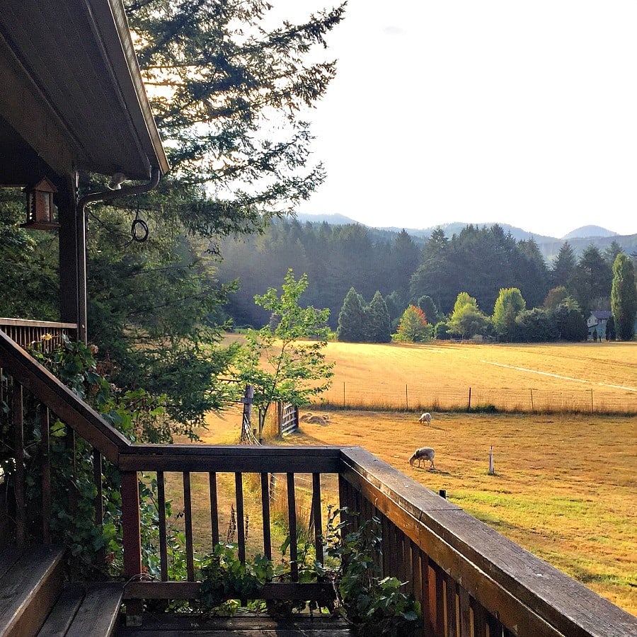 Leaping Lamb Farm guest cottage with rams in the distance