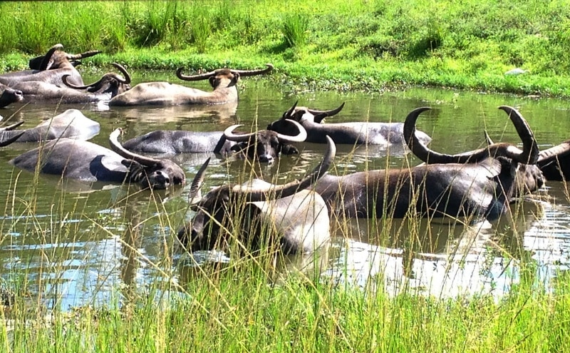 Asiatic Water Buffalo at Lion Country Safari ~ Fun Things to Do with Kids in Florida's Palm Beach County