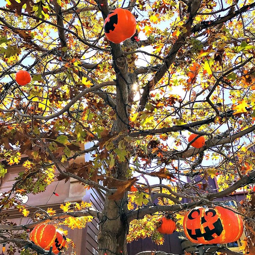 The Halloween Tree at Disneyland ~ 8 Reasons to Fall in Love with Disneyland in Fall