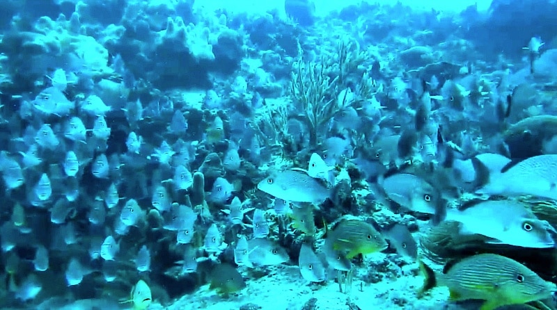 Exploring a coral reef in Playa del Carmen (Screenshot from Voyager with Josh Garcia)