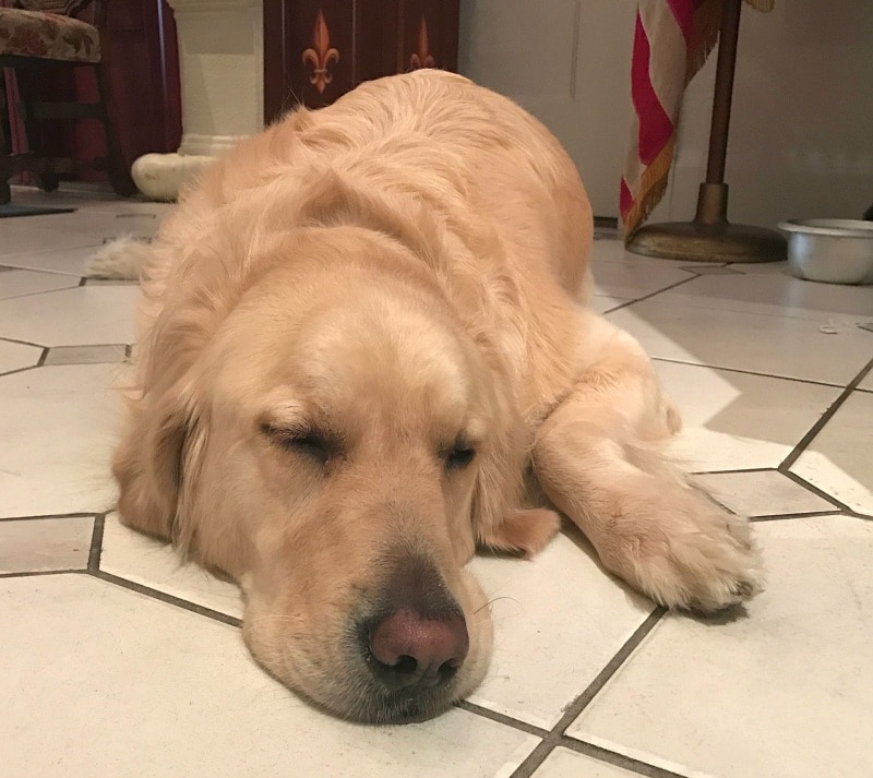 The sweet lobby dog napping at the Cornell Hotel de France