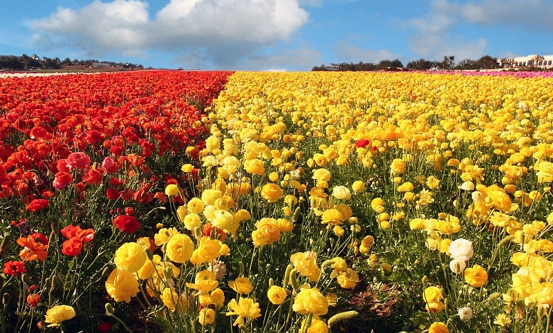 22 Fun Things to Do at Carlsbad Flower Fields (2026)