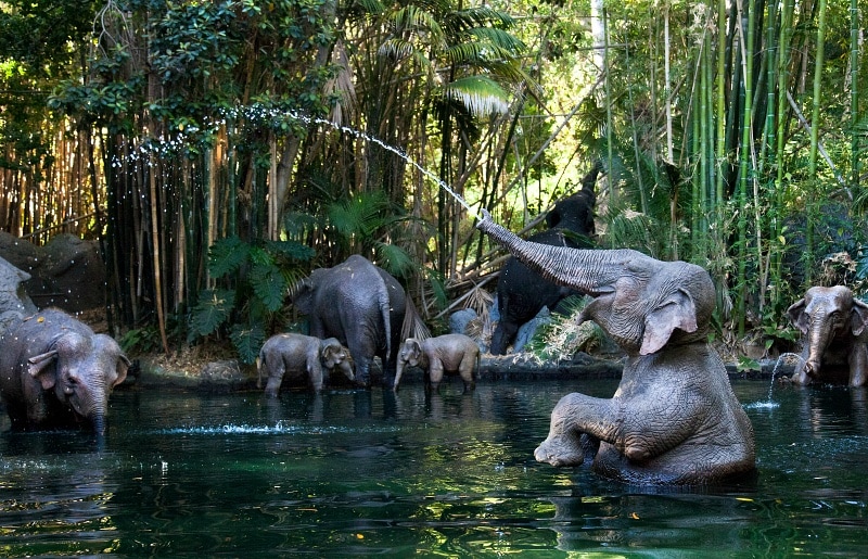 Jungle Cruise ~ Best Disneyland Rides and Attractions for Babies and Toddlers