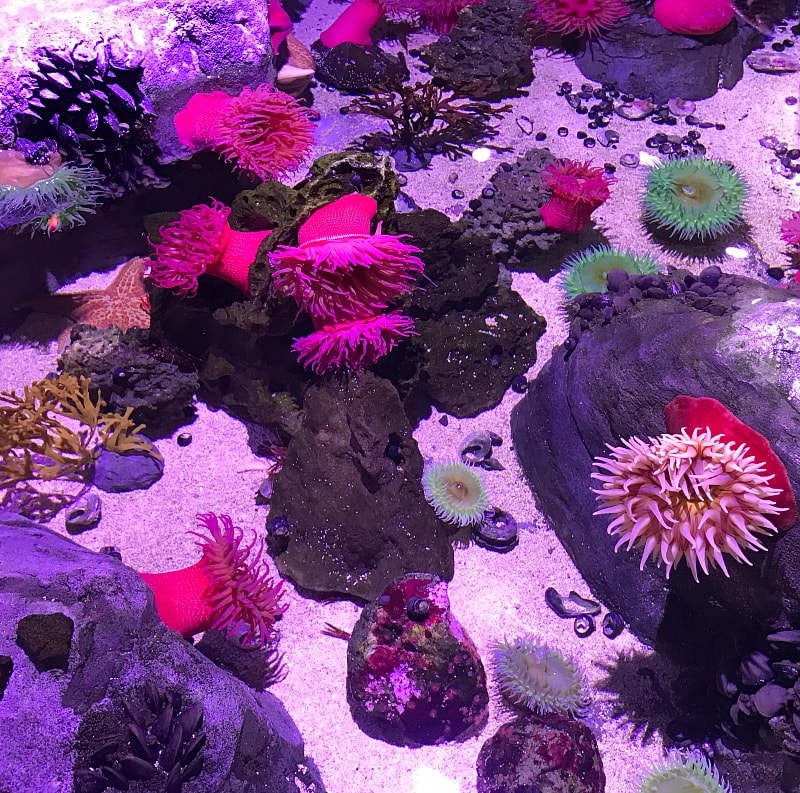 Pet anemones, sea stars and sea cucumbers at the Pacific Northwest Rockpool at Sea Life Aquarium Minnesota