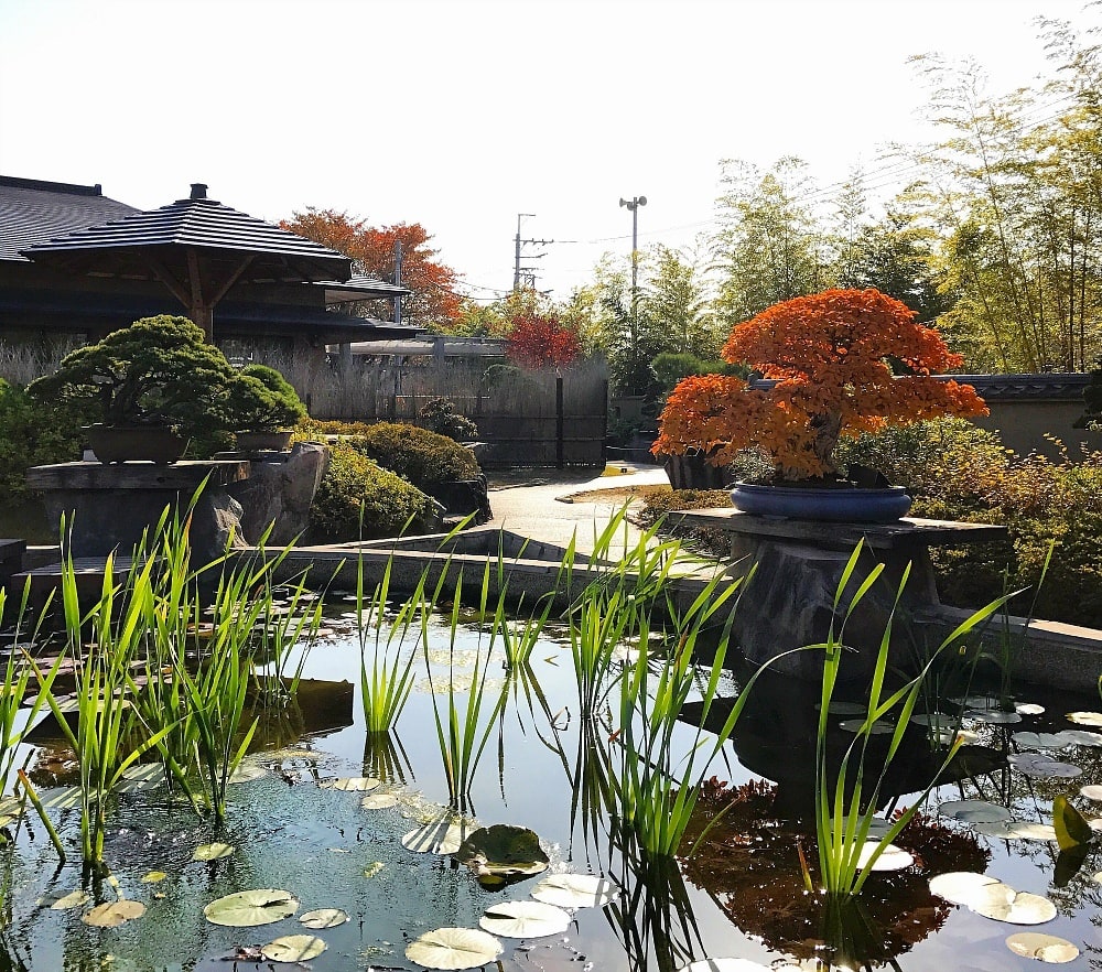 Omiya Bonsai Art Museum ~ Things to Do Near Tokyo