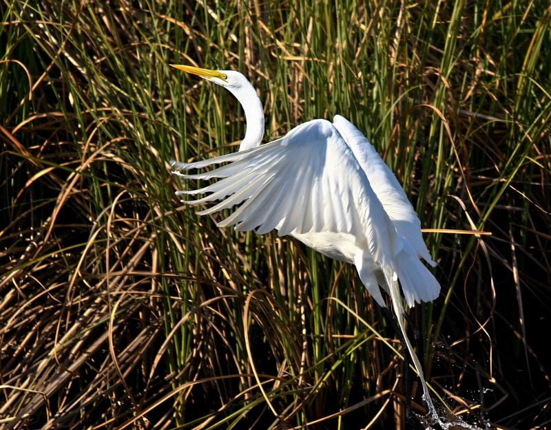 A great egret taking flight at Crystal River, Florida