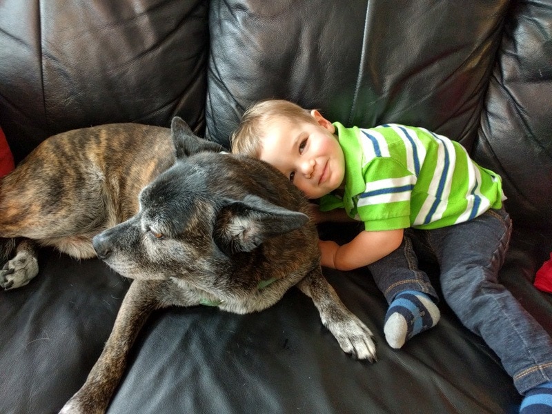 Pets are important members of our families ~ TrustedHousesitters Reivew